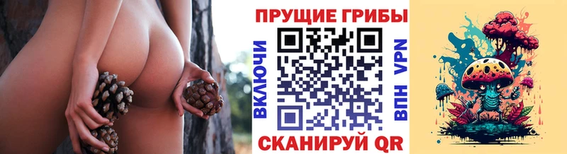 закладка Красноярск Псилоцибиновые грибы Psilocybe