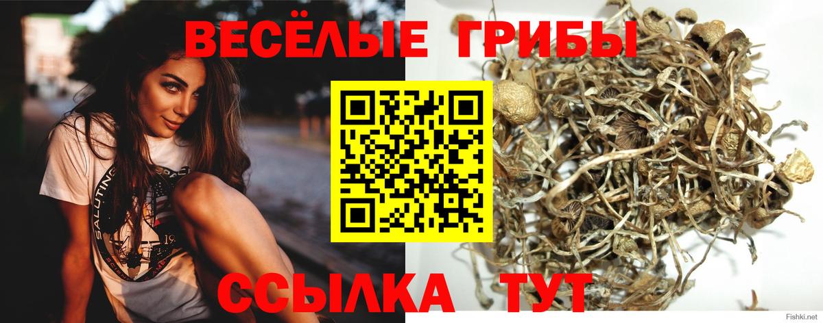 Галлюциногенные грибы Psilocybine cubensis Красноярск